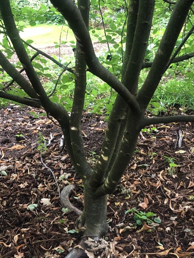 Sorbus aronioides bark