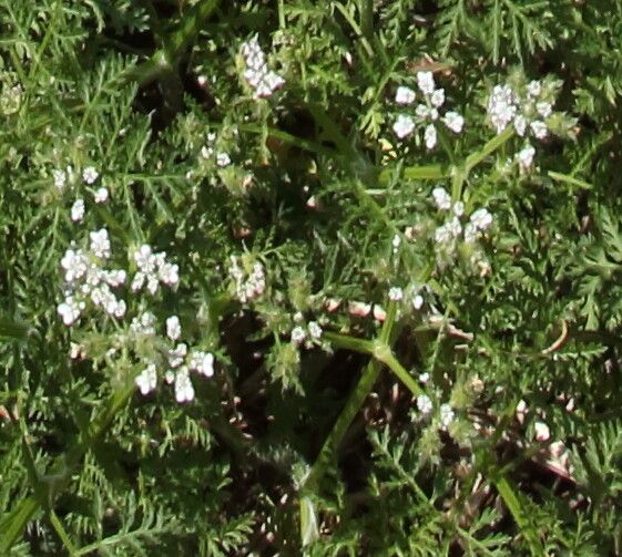 Caucalis platycarpos flower
