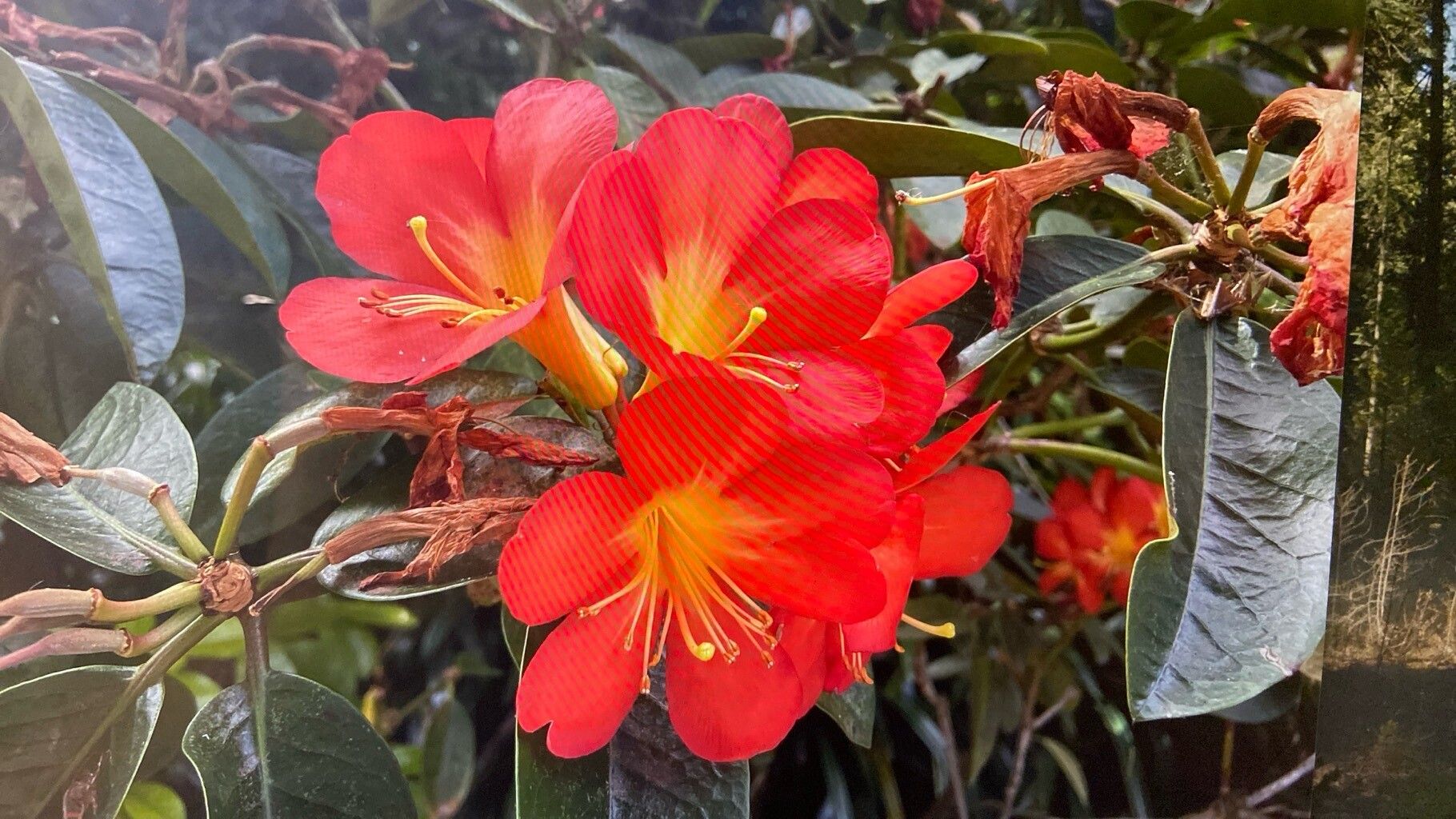 Rhododendron baenitzianum — houseplant care guide