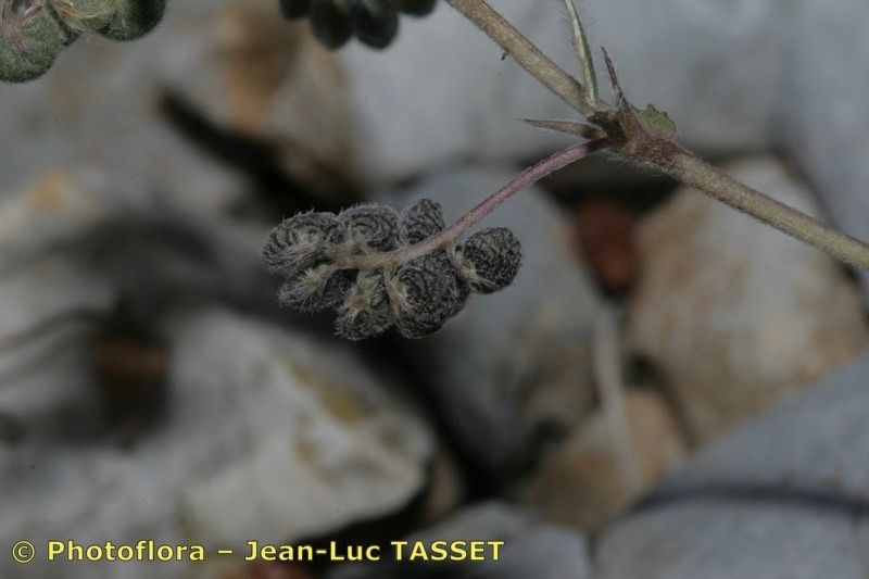 Medicago secundiflora fruit