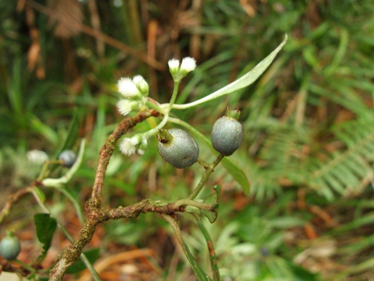 Psychotria oubatchensis — houseplant care guide