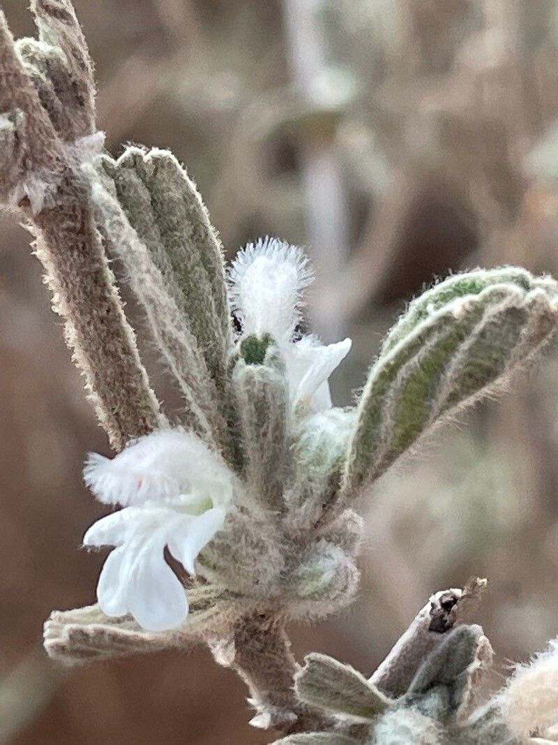 Leucas tomentosa flower