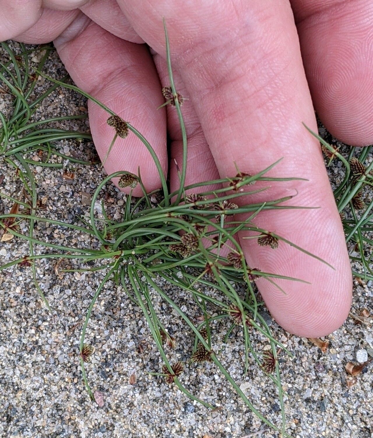 Cyperus subsquarrosus habit