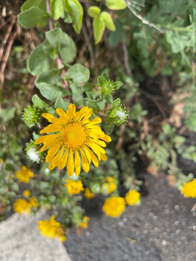 Grindelia squarrosa leaf