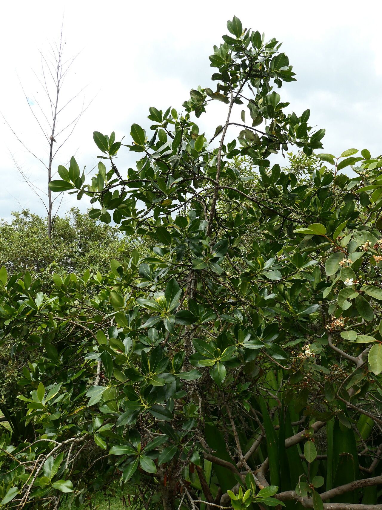 Myrsine latifolia habit