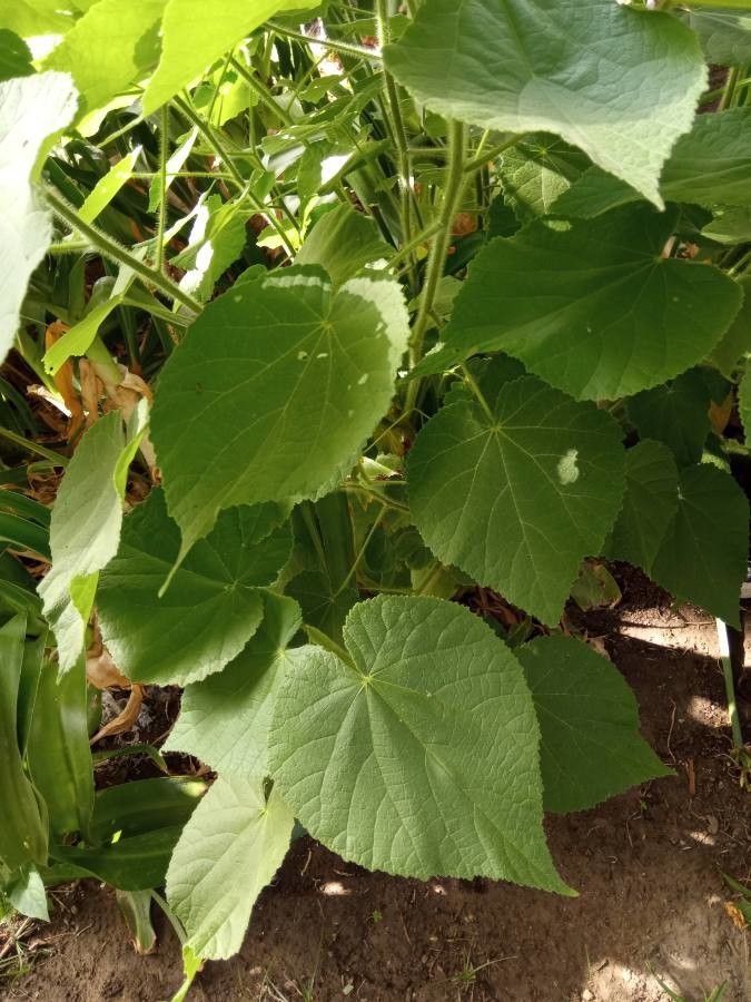 Abutilon grandifolium leaf