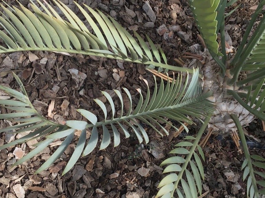 Encephalartos princeps habit