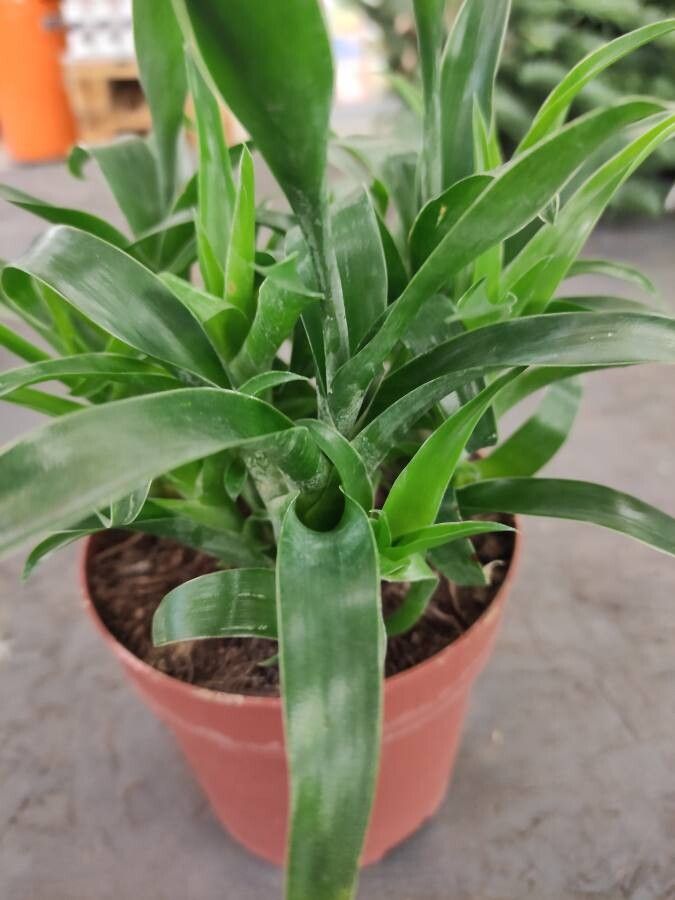 Portea nana — related species from the same genus