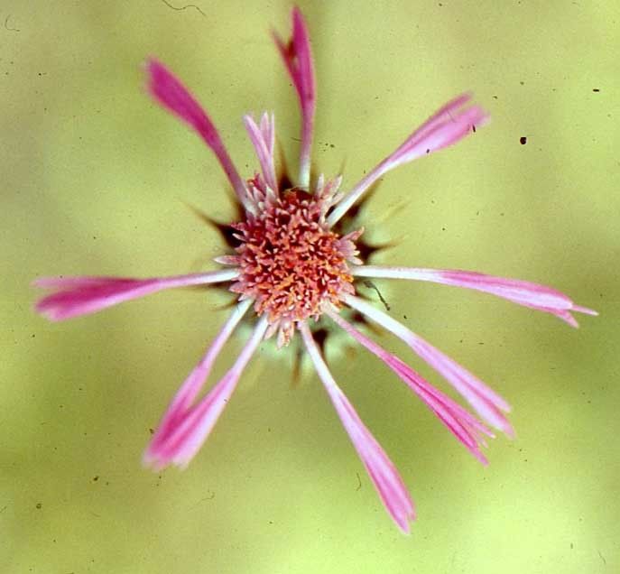 Volutaria lippii flower