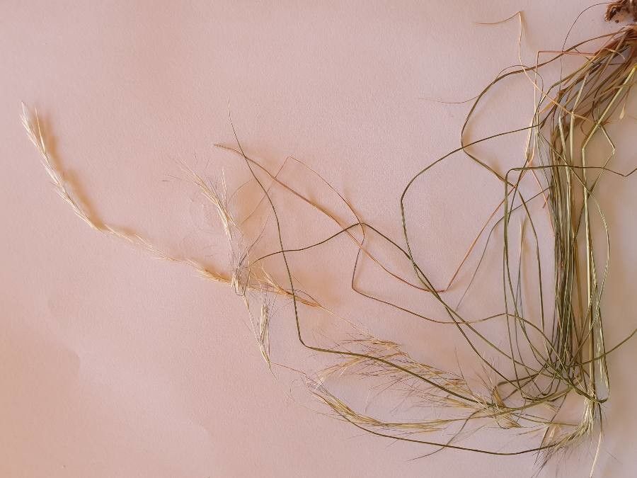 Aristida adscensionis — related species from the same genus