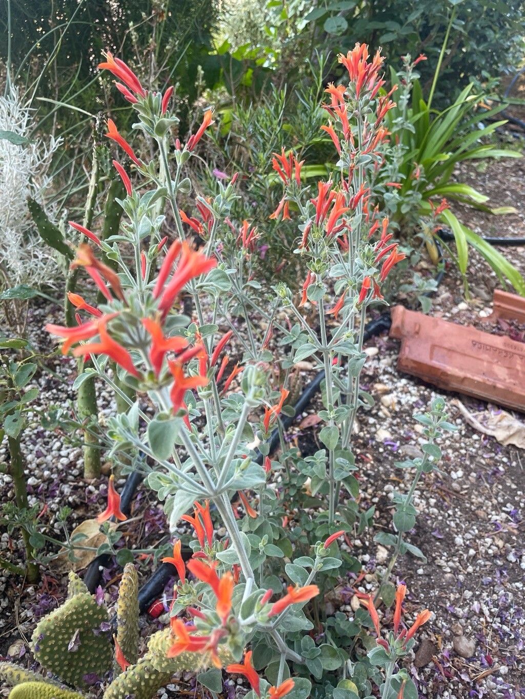 Dicliptera ciliata — houseplant care guide