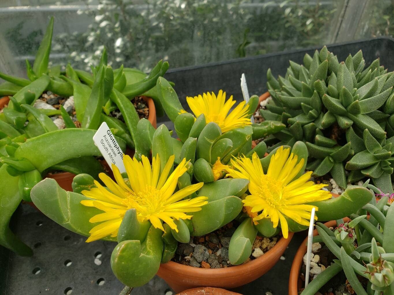 Glottiphyllum neilii habit