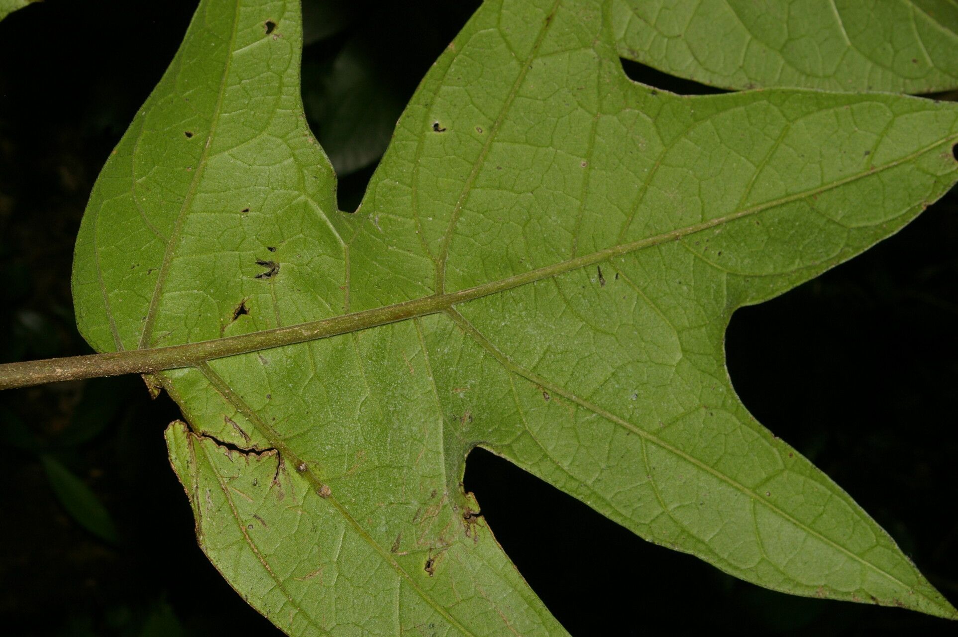 Solanum circinatum leaf