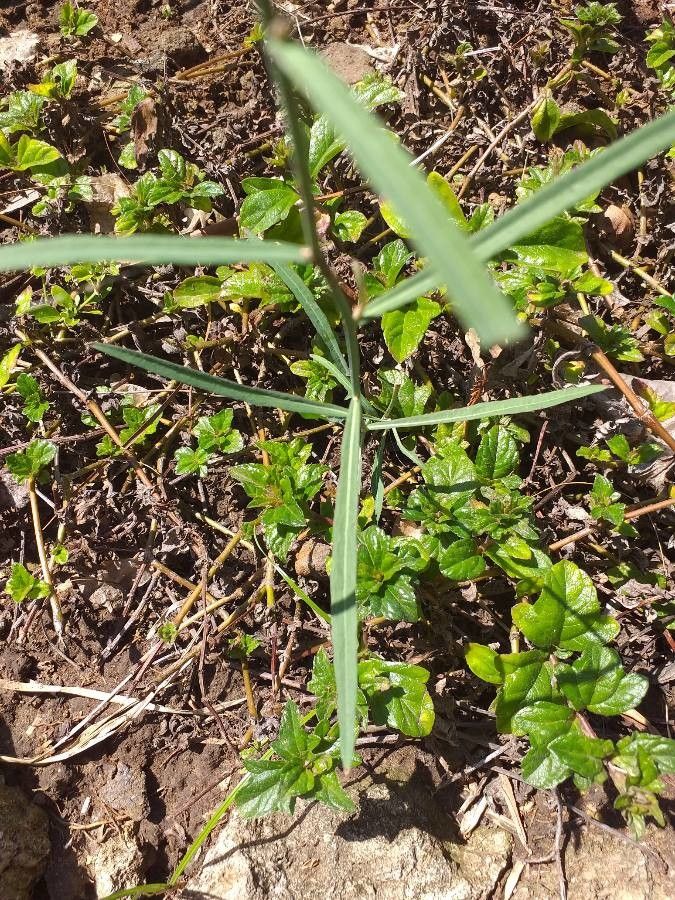 Launaea cornuta leaf