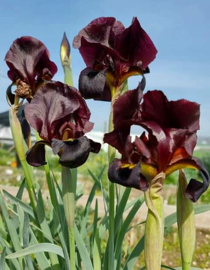 Iris atropurpurea — houseplant care guide