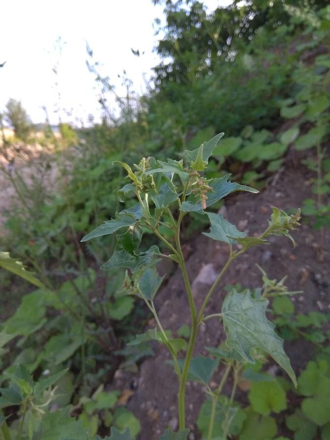 Atriplex micrantha flower