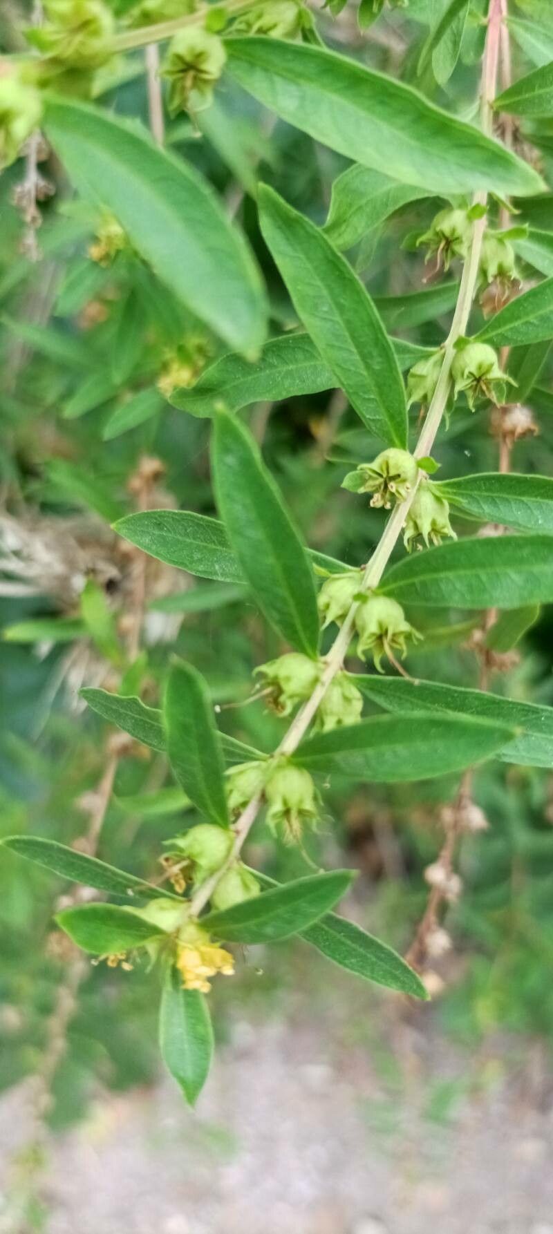 Heimia salicifolia fruit