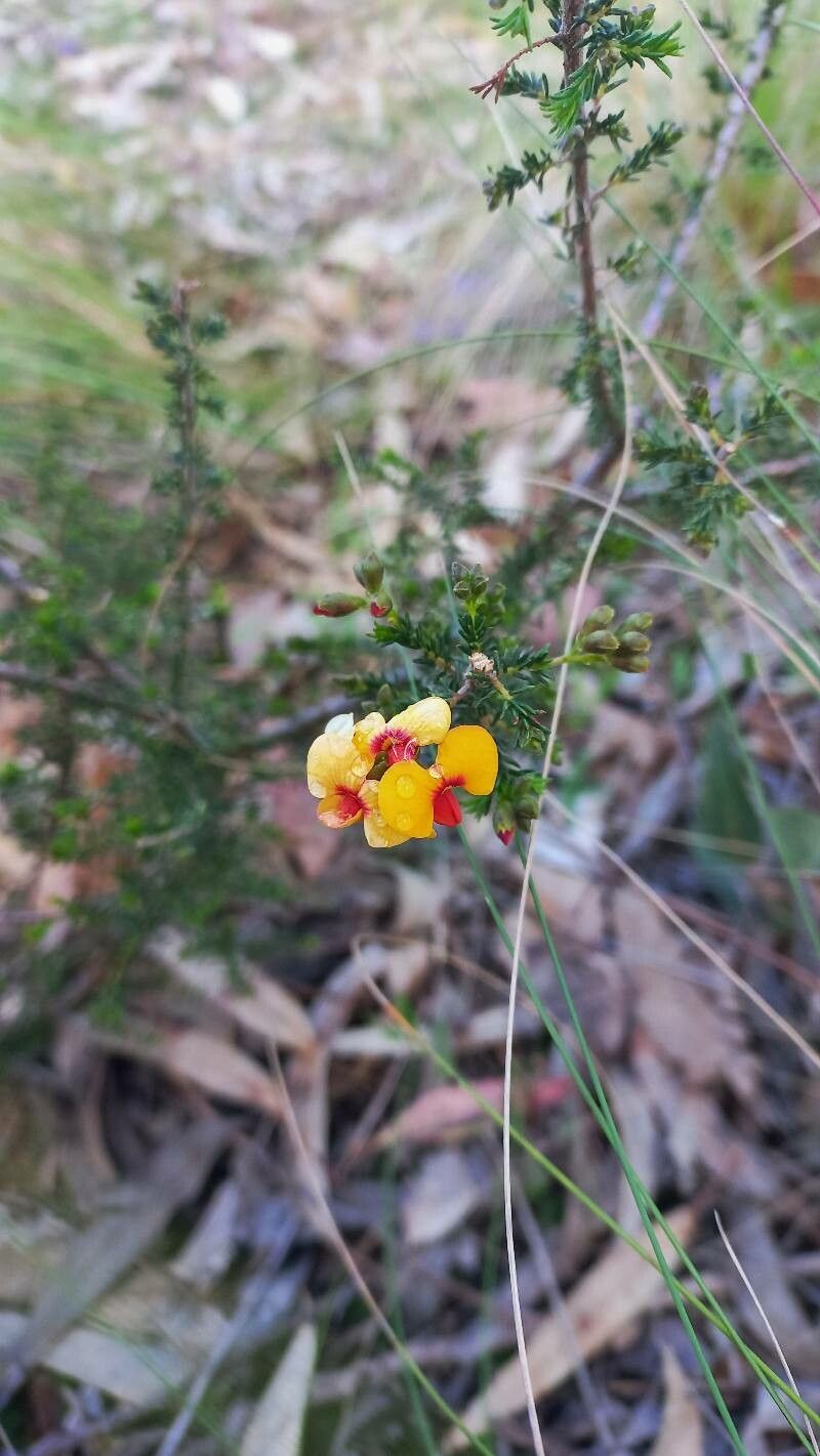 Dillwynia phylicoides flower