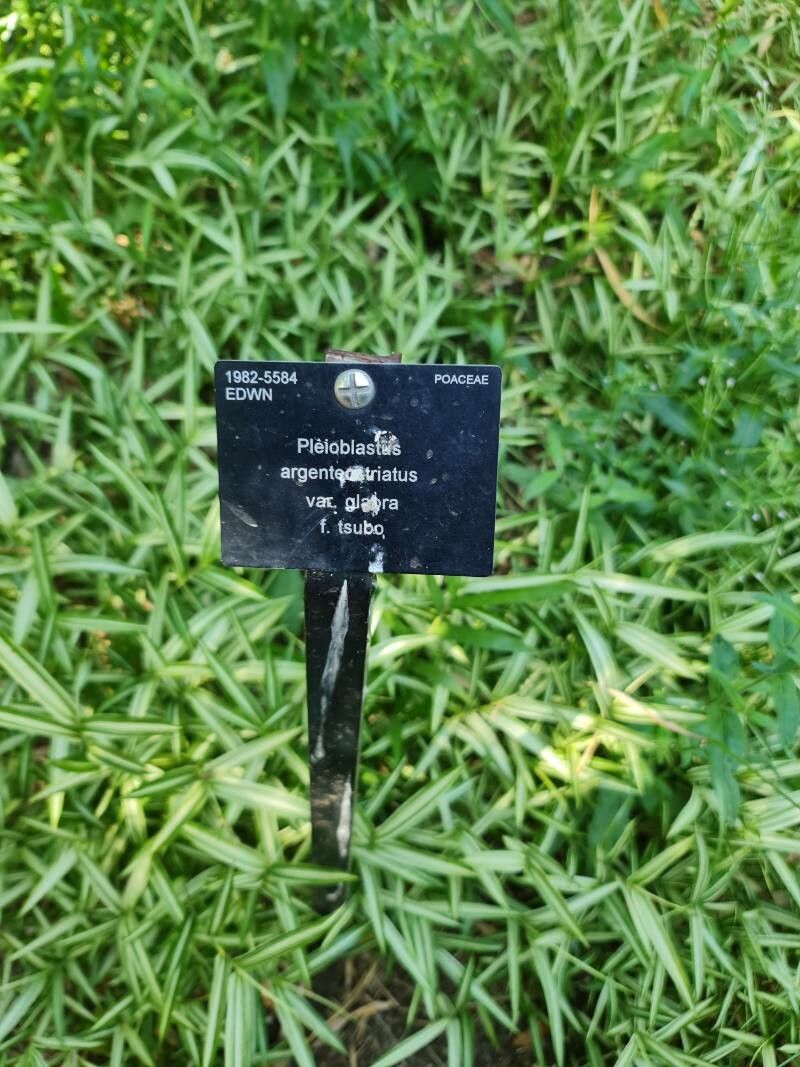 Pleioblastus argenteostriatus leaf