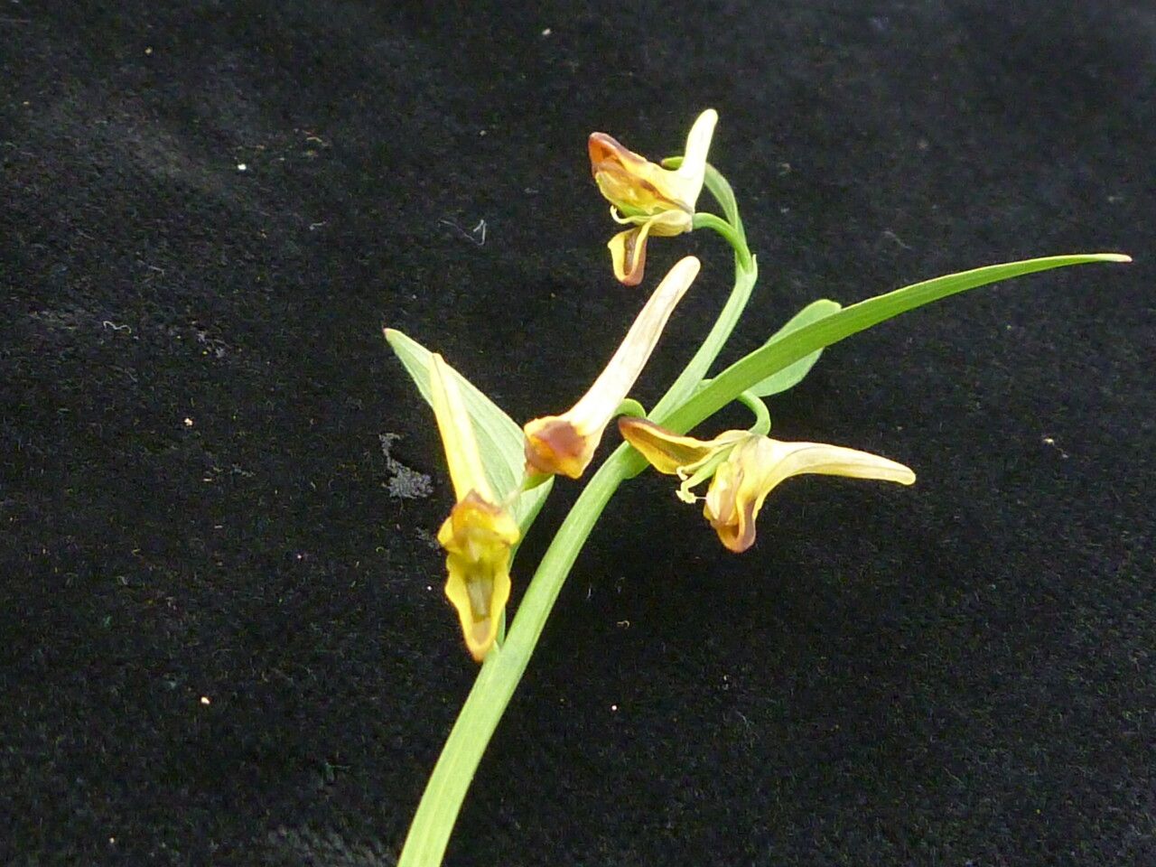 Corydalis pseudojuncea habit