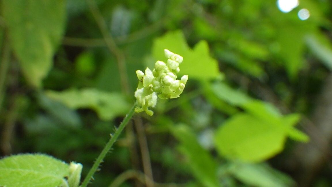 Tragia tenuifolia — houseplant care guide
