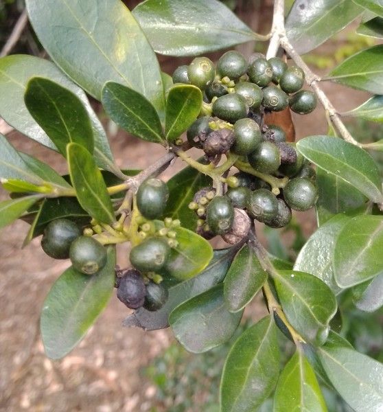 Psydrax odorata fruit