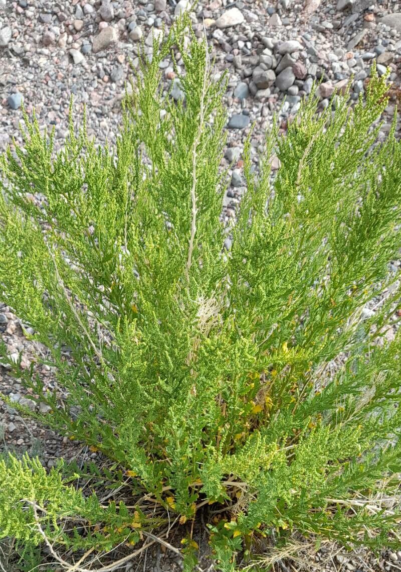 Dysphania chilensis habit