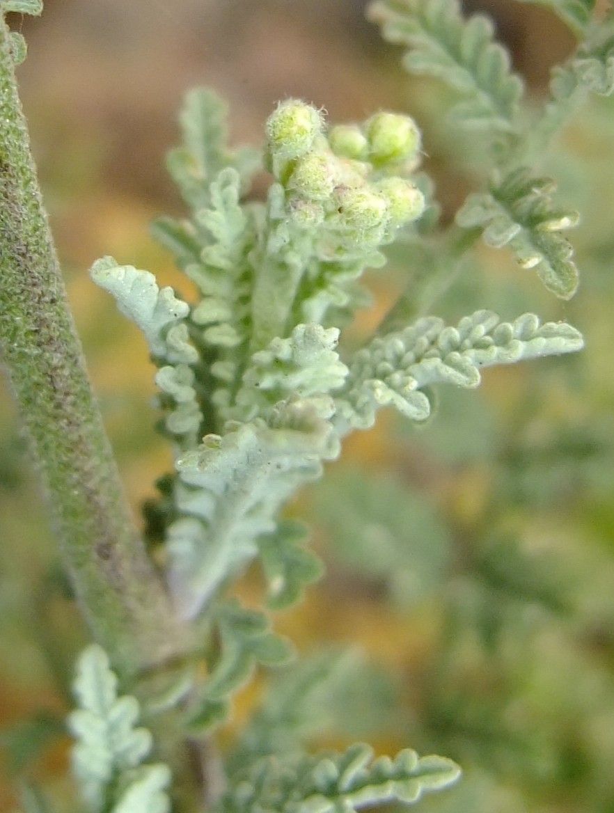 Descurainia millefolia fruit