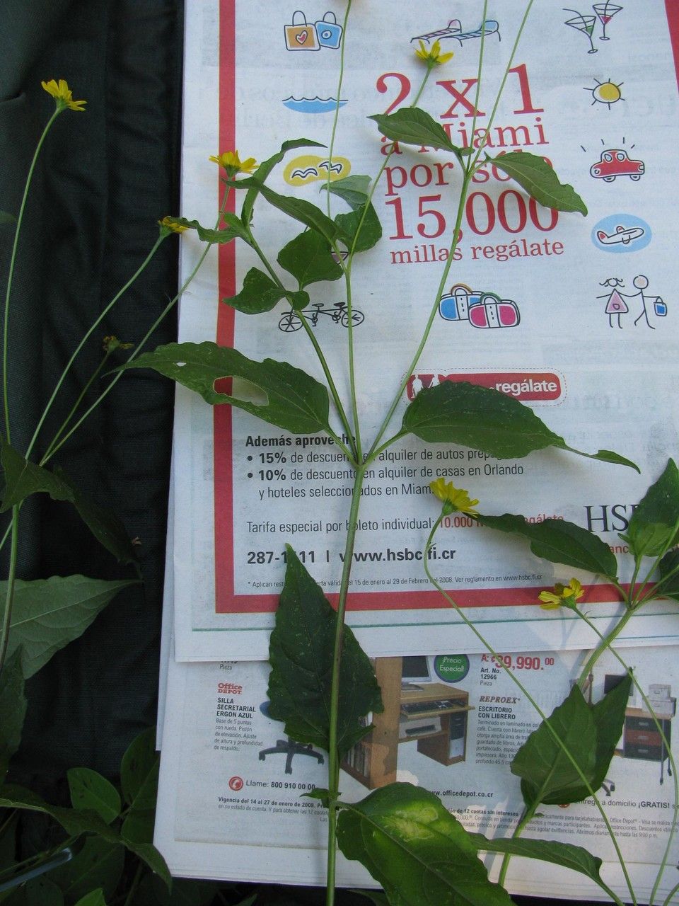 Acmella papposa other