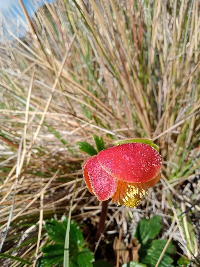 Ranunculus gusmannii flower