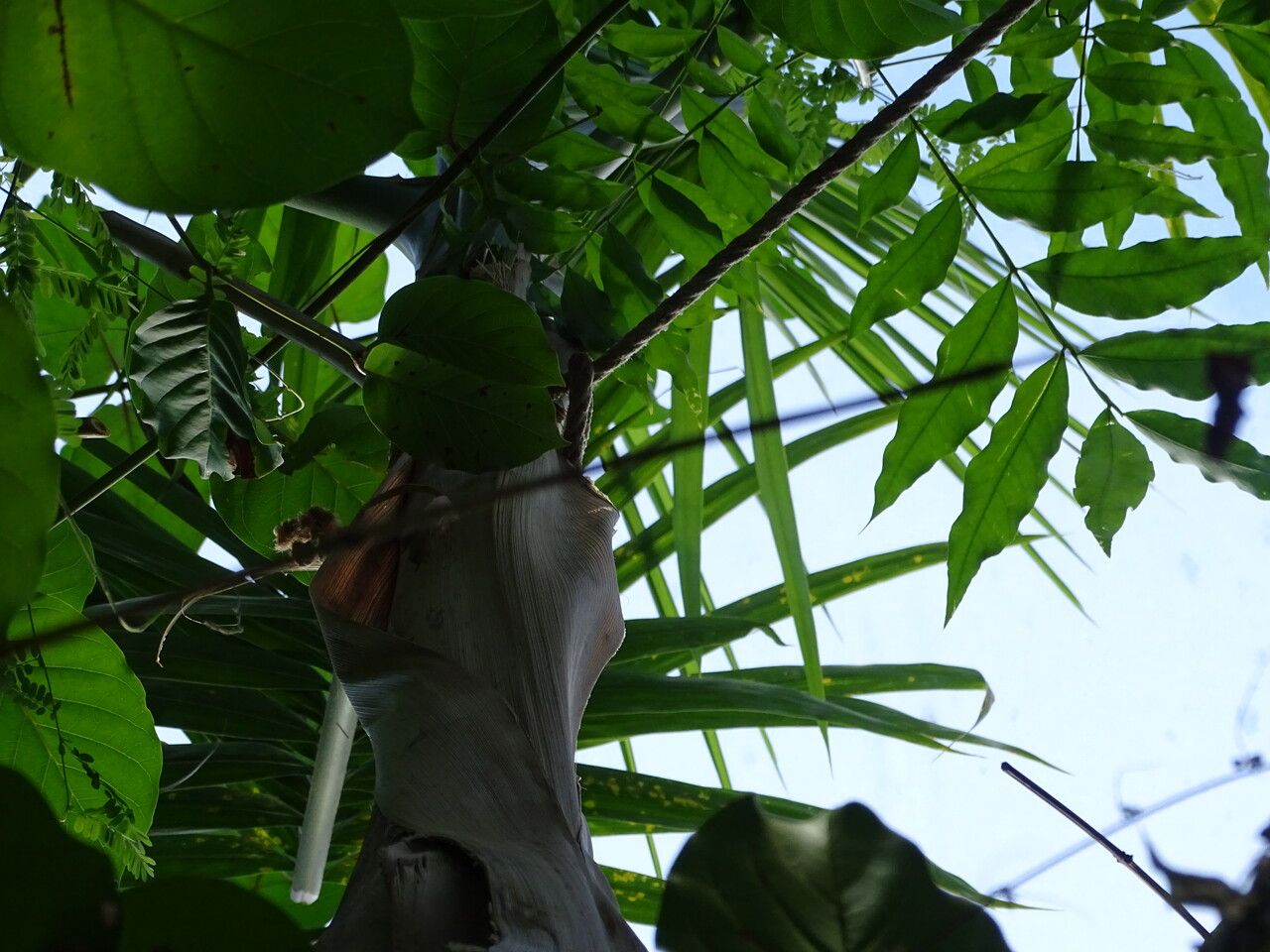 Roystonea oleracea leaf