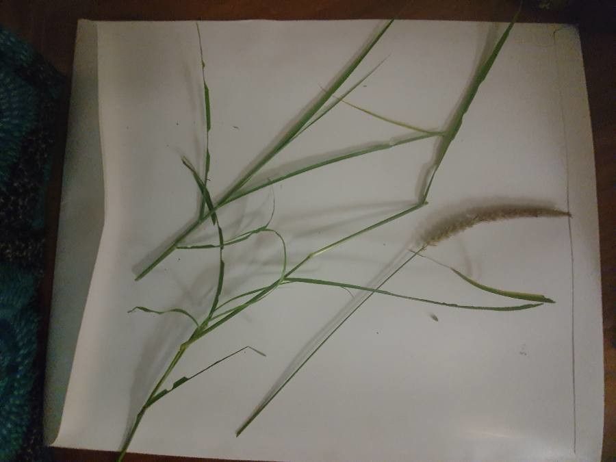 Cenchrus massaicus leaf