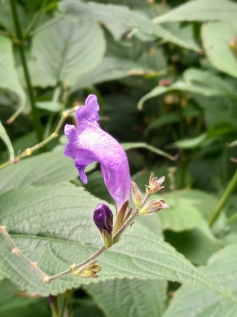 Strobilanthes glutinosus flower