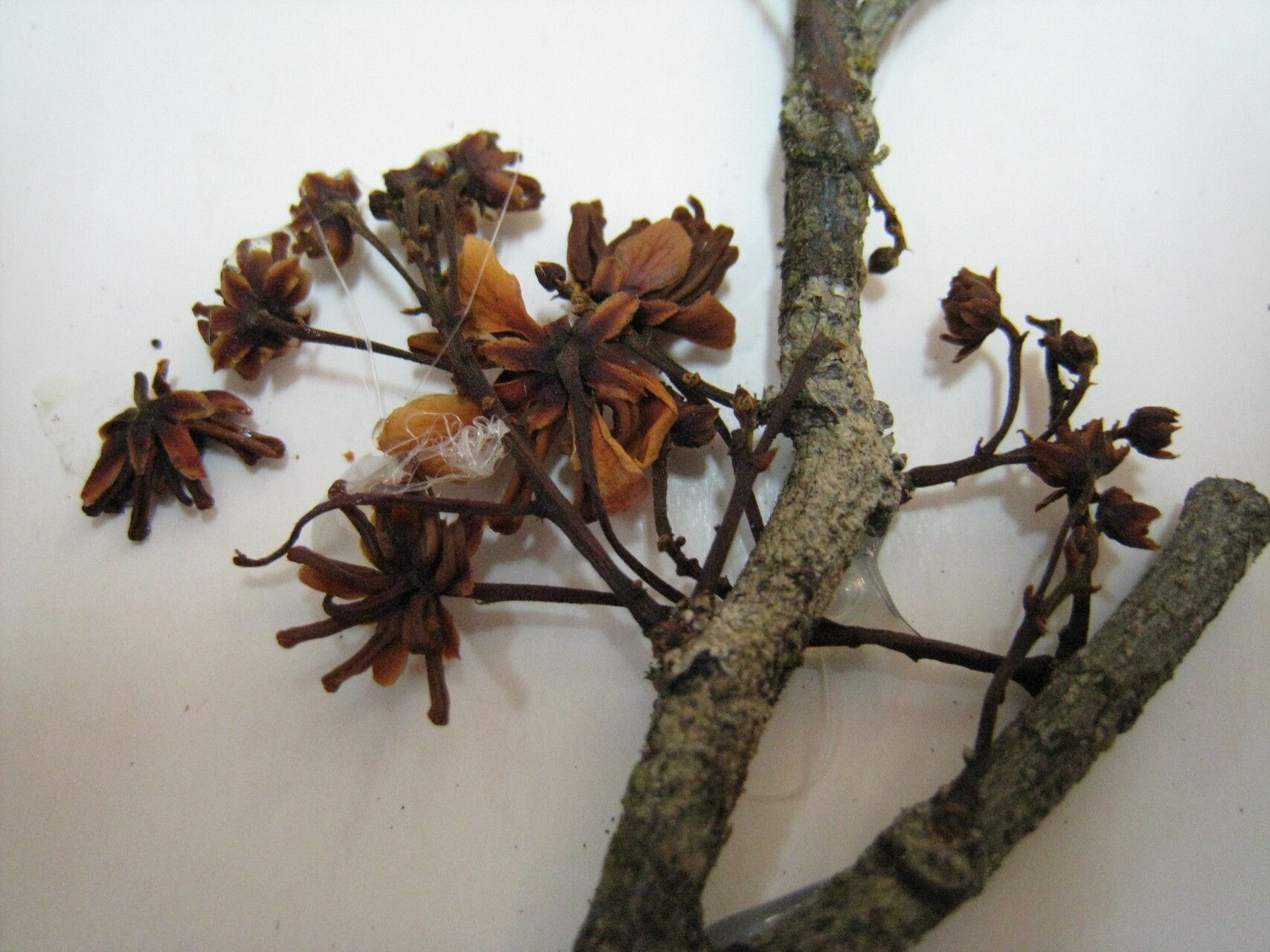 Chamaecrista apoucouita other