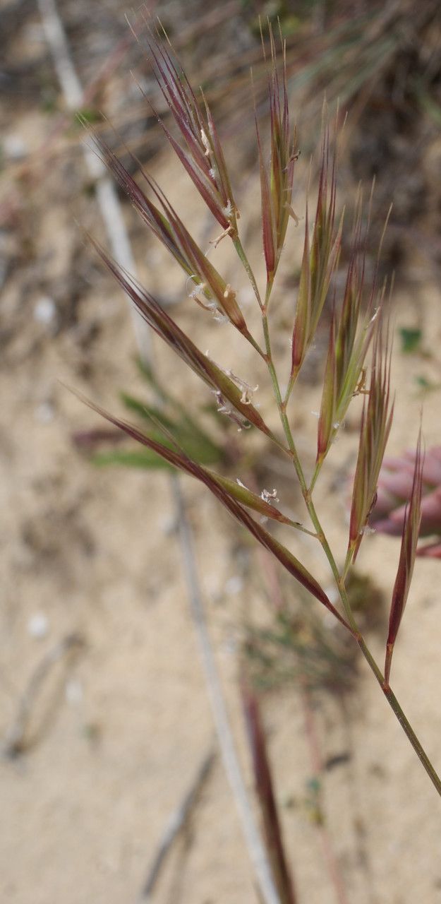 Vulpia alopecuros flower