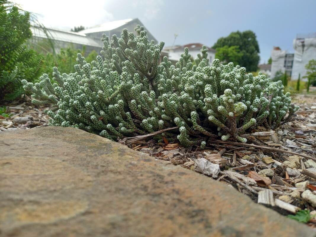 Helichrysum × selago habit