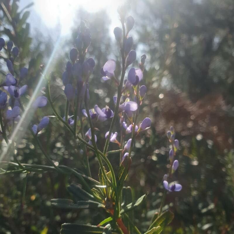 Comesperma volubile — search result for 'Polygalaceae'