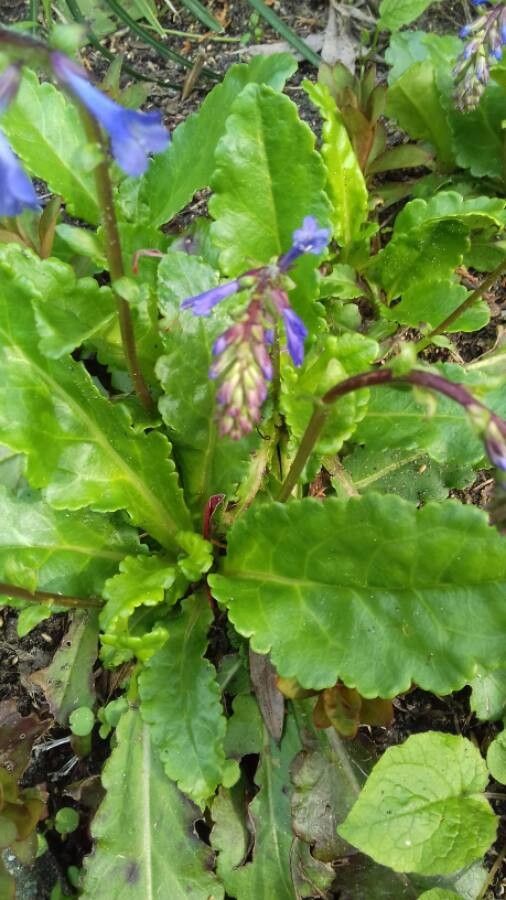 Wulfenia carinthiaca bark