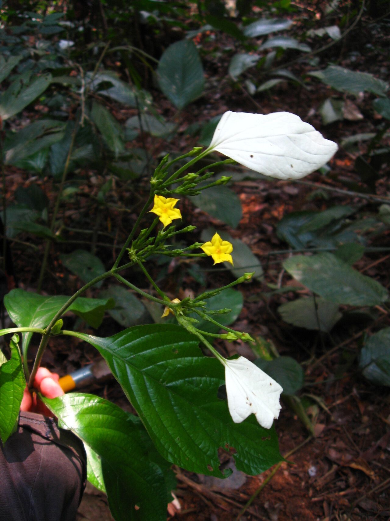 Pseudomussaenda stenocarpa habit