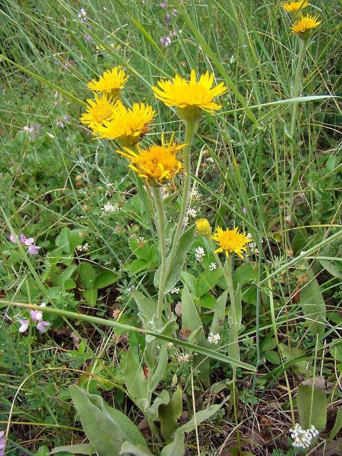 Inula oculus-christi flower