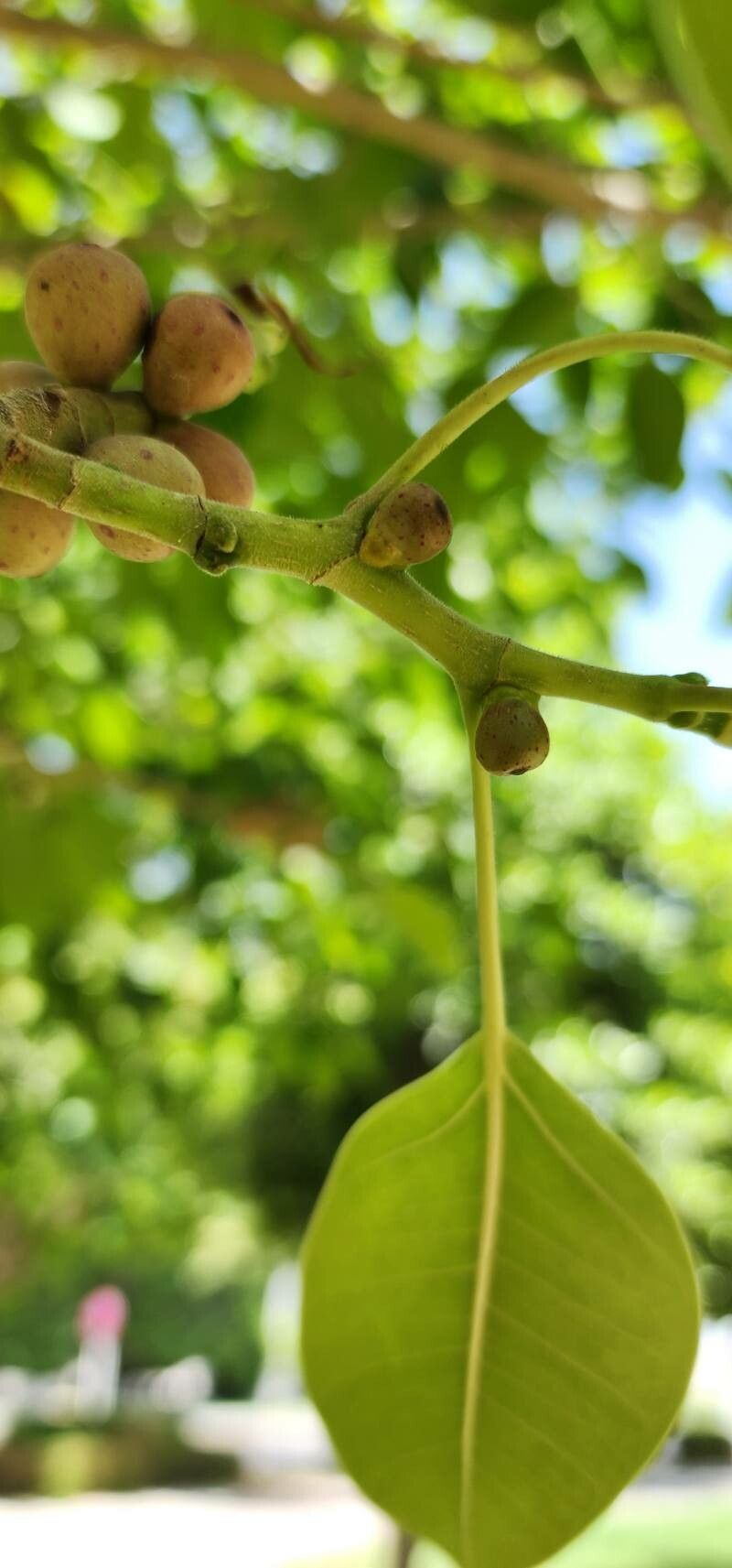 Ficus cordata flower