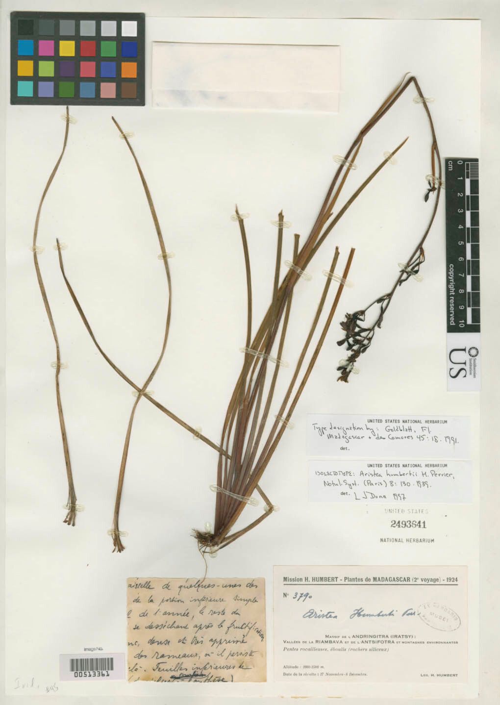 Aristea humbertii — search result for 'Aristea'