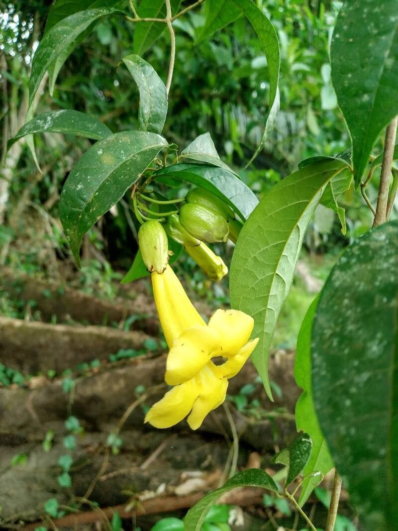 Dolichandra uncata other