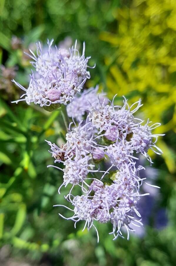 Chromolaena arnottiana flower