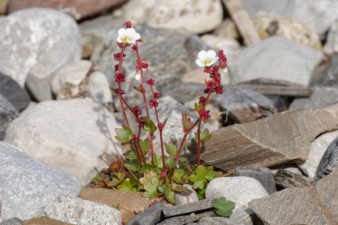 Saxifraga cernua flower