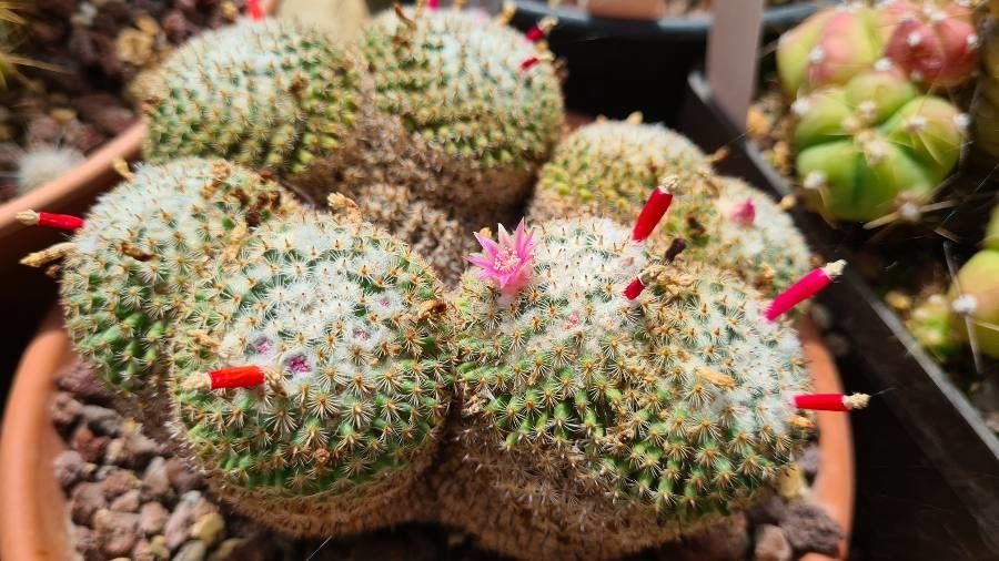 Mammillaria crucigera leaf