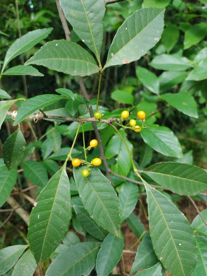 Allophylus edulis fruit