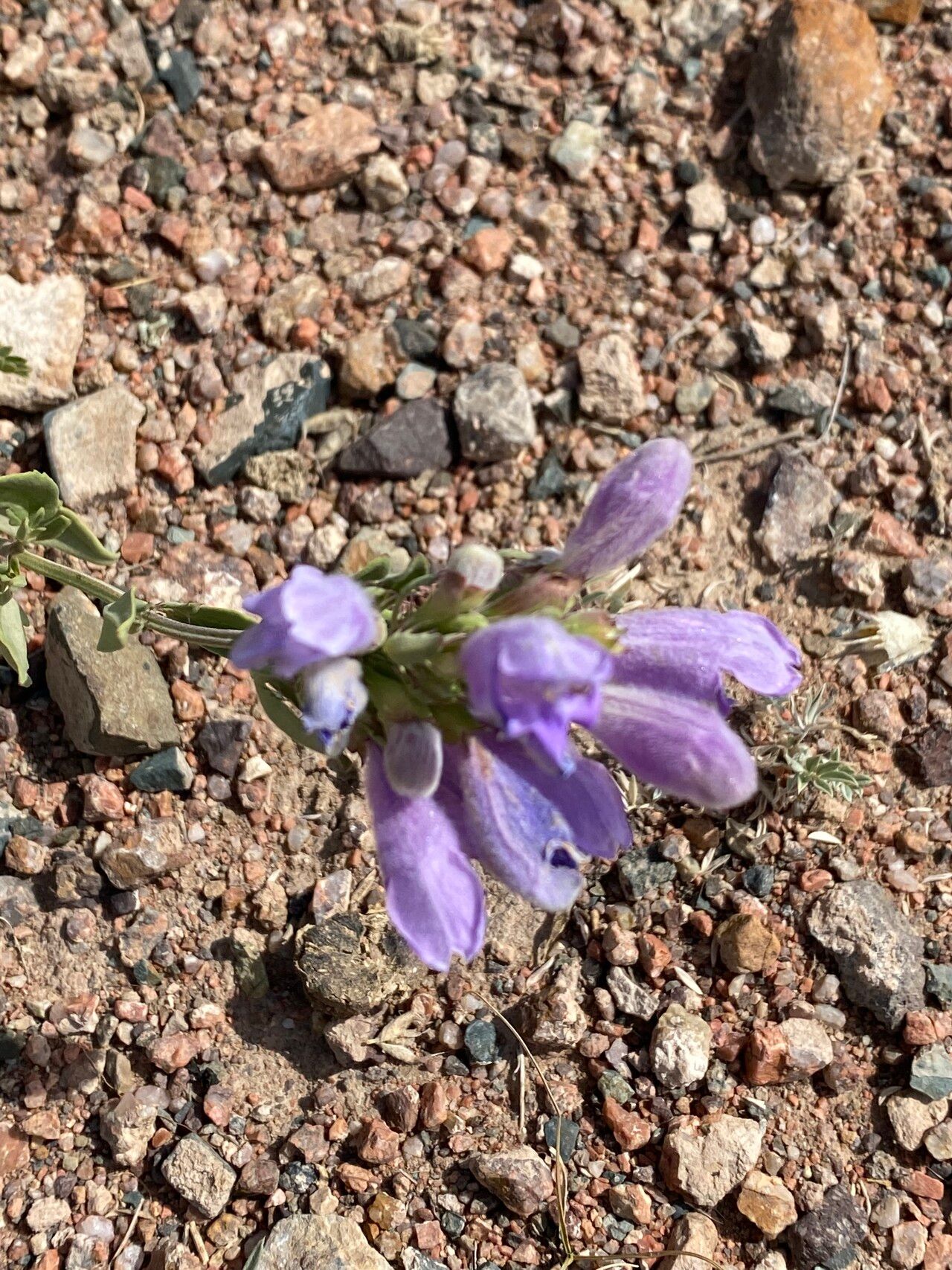 Penstemon hallii flower