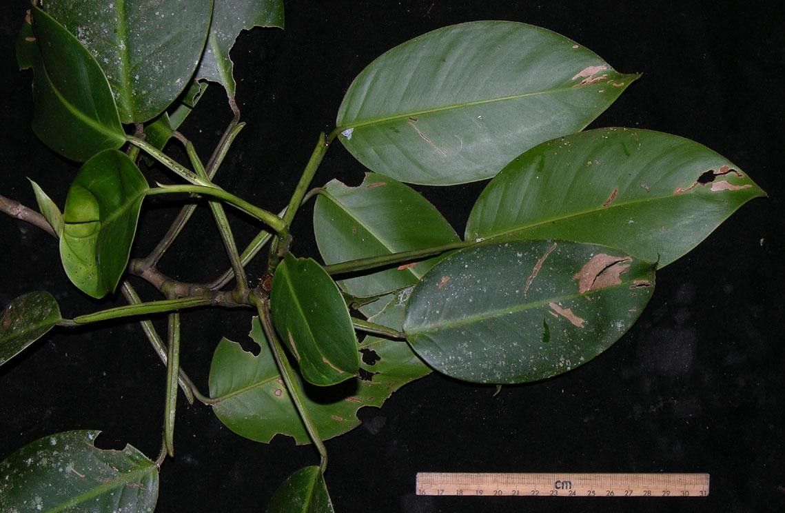 Philodendron rigidifolium other