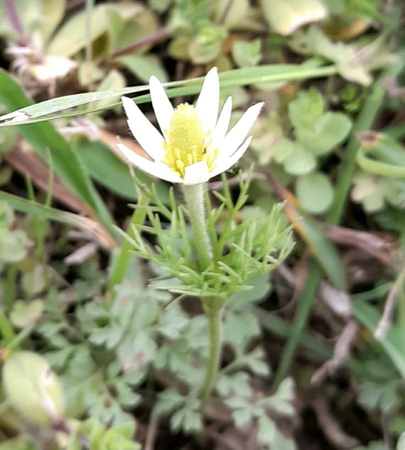 Anemone decapetala flower